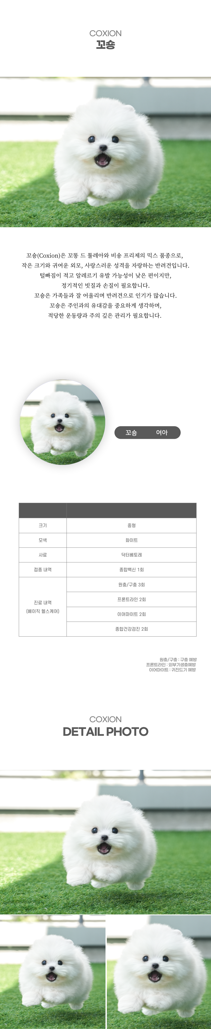 꼬숑_상세이미지_2